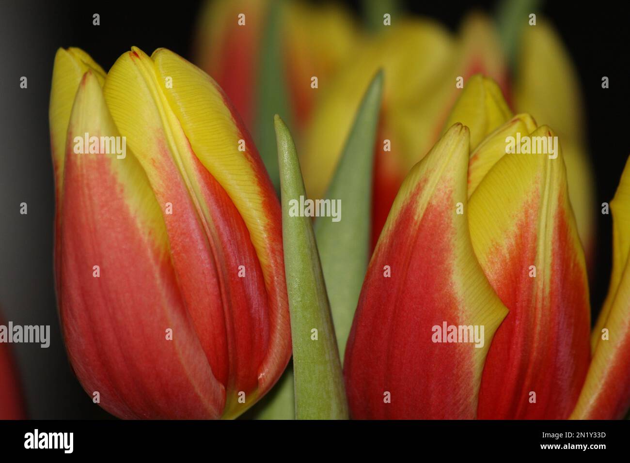 Im Frühling beginnen Pflanzen in der Regel wieder zu wachsen und Tiere beginnen sich zu vermehren. Stockfoto