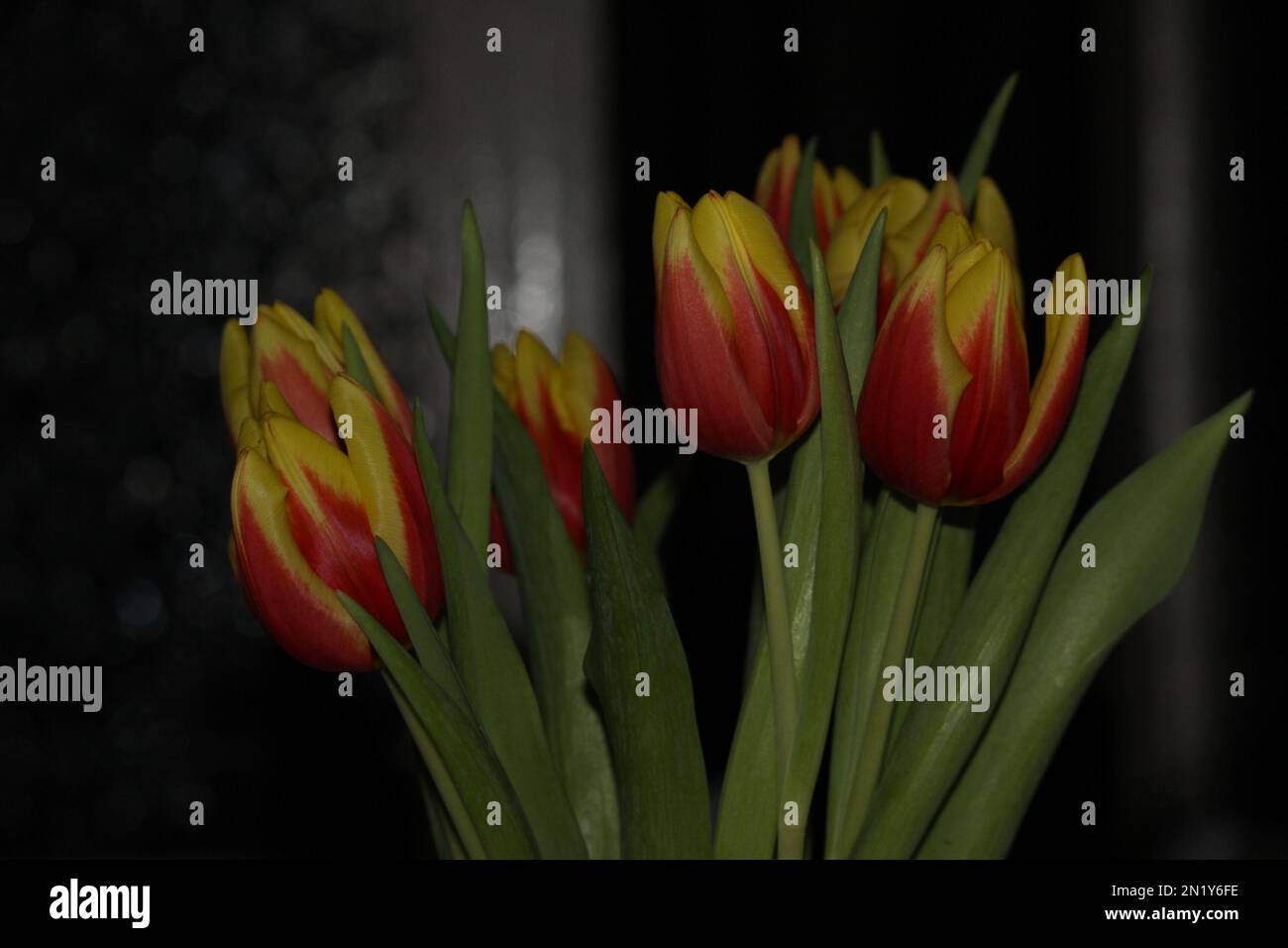 Im Frühling beginnen Pflanzen in der Regel wieder zu wachsen und Tiere beginnen sich zu vermehren. Stockfoto