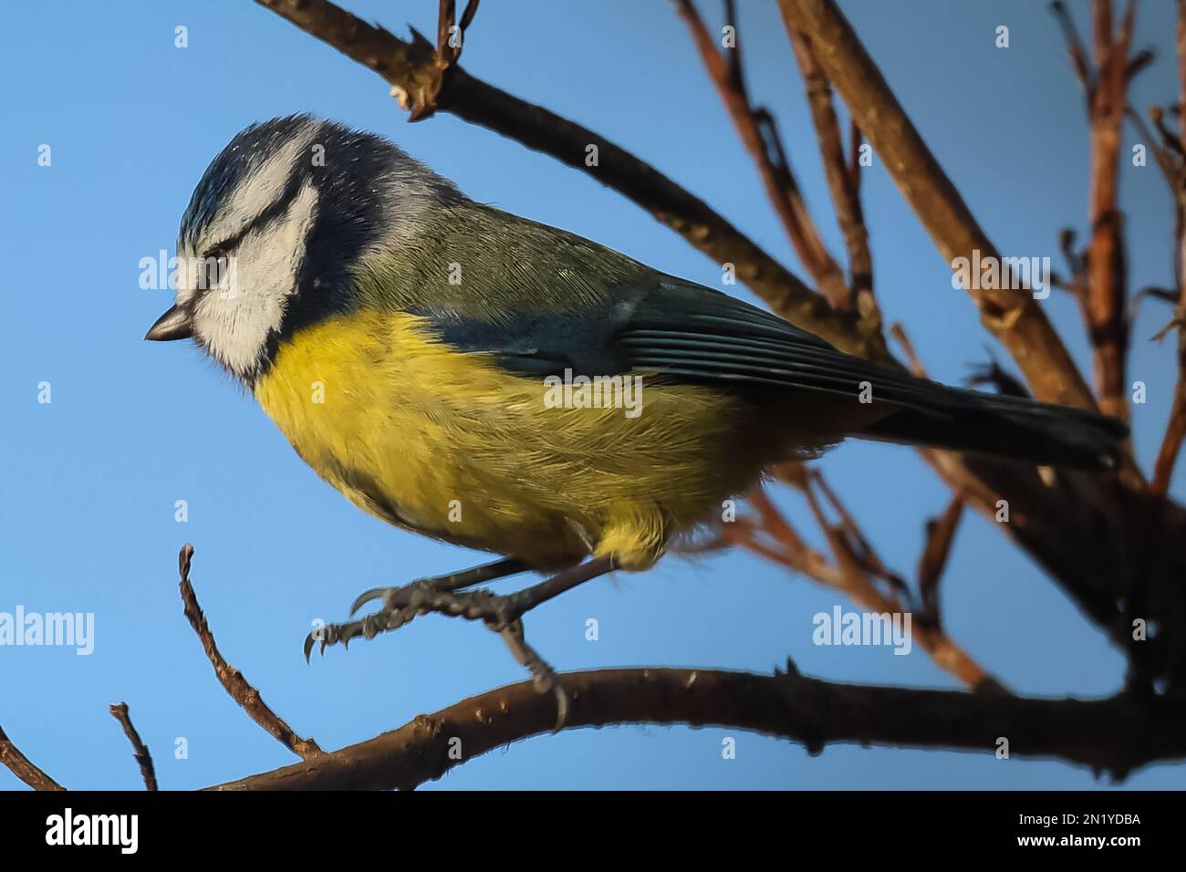 Blaumeise Stockfoto