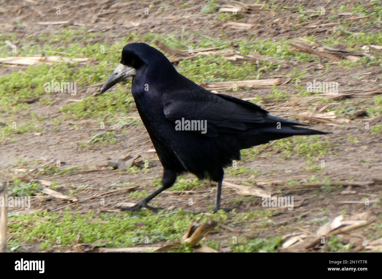 Ein Turm (Corvus frugilegus) ging weg. Dieser Vogel gehört zur Familie Corvidae. Rooks sind hauptsächlich einheimische Vögel. Lage: Hardenberg, The Neth Stockfoto
