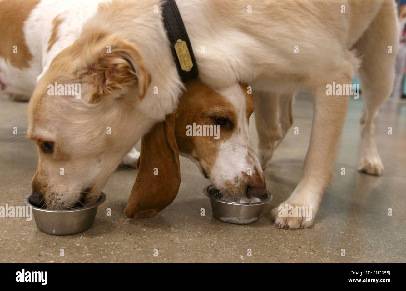 IMAGE DISTRIBUTED FOR PETSMART®, INC. Biscuit and Harvey can't get enough of the dogfriendly
