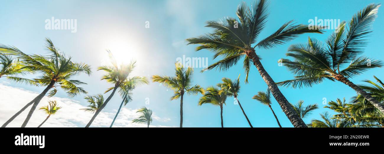 Sommerstrand im Hintergrund Palmen vor blauem Himmelsbanner Panorama, tropisches karibisches Reiseziel Stockfoto