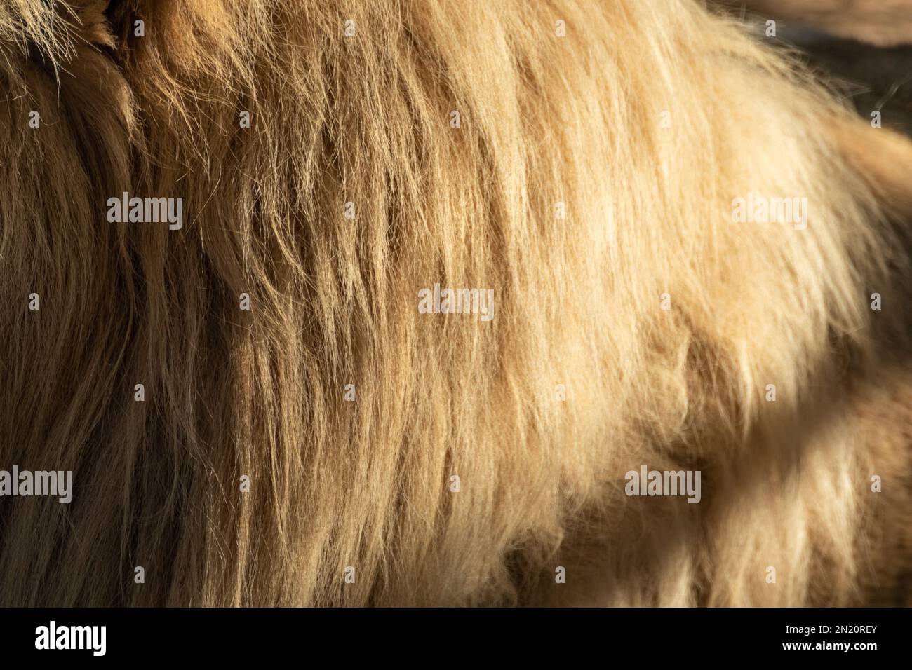 Löwe sonnige flauschige Mähne Pelzmantel Nahaufnahme mit verschwommenem Hintergrund. Große Katze langes gelbes Fell Stockfoto