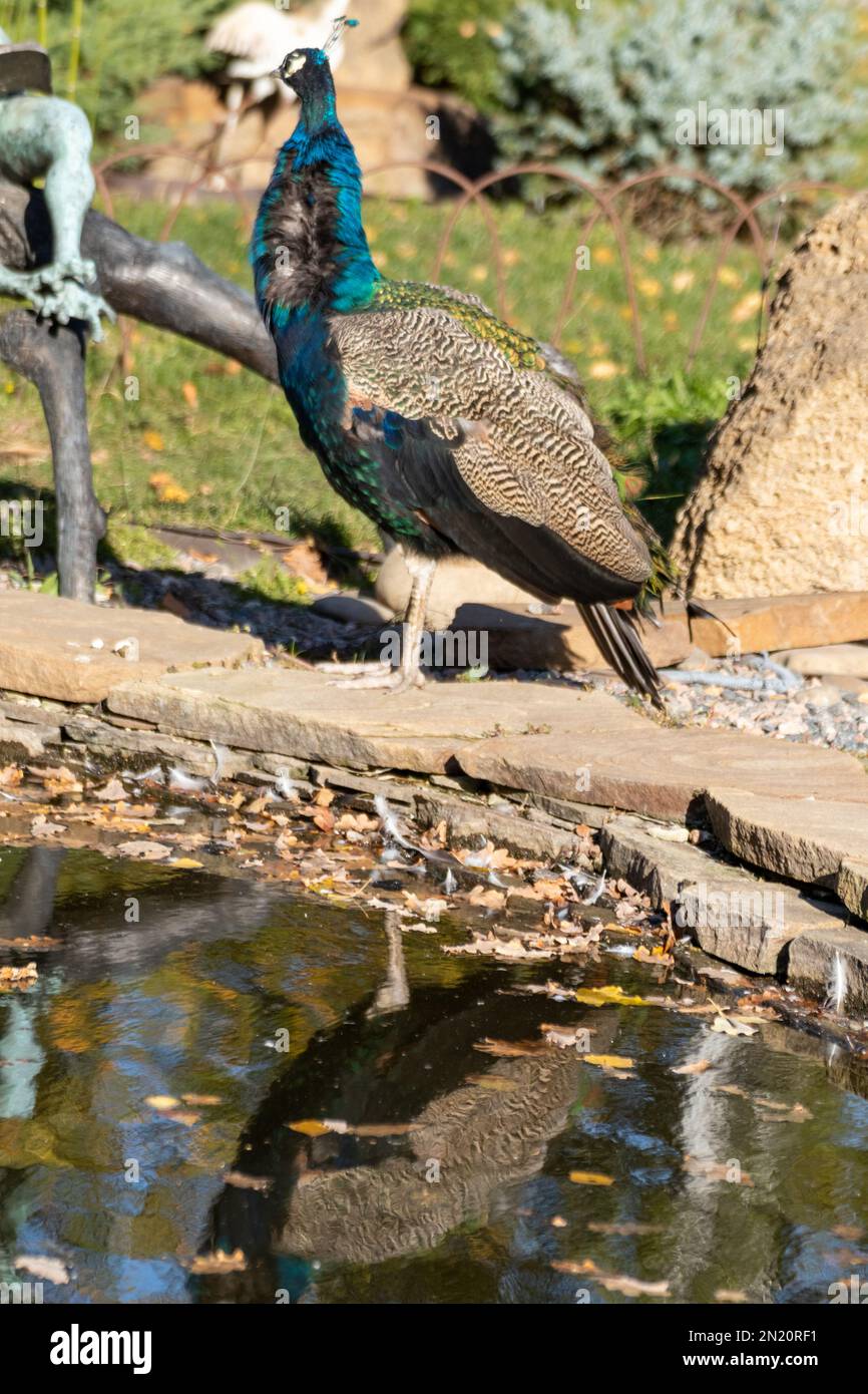 Blaues Erbbbauchhirsch, indisches Erbbauchhirsch (Pavo cristatus) mit bunten Federn, die anmutig neben dem Teich stehen und sich auf dem Wasser spiegeln Stockfoto