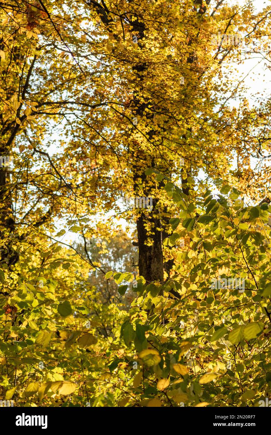 Im Herbst sonnige Äste mit gelben Blättern. Details zum Herbstwald Stockfoto