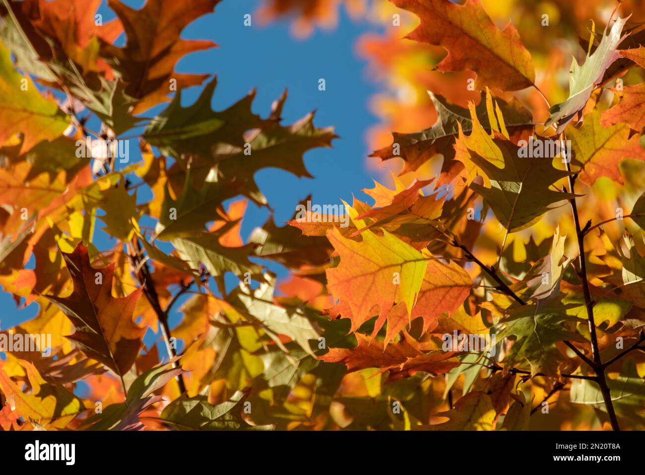 Herbsteichenbaum aus nächster Nähe mit blauem Himmel und verschwommenem Hintergrund, goldene Jahreszeit Stockfoto