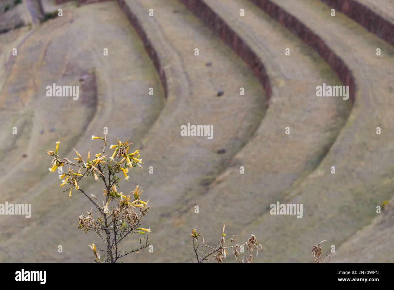 Panoramablick auf die kultivierten Terrassen und eine gelbe Pflanze im Vordergrund. Gebiet von Pisac, Heiliges Tal. Stockfoto
