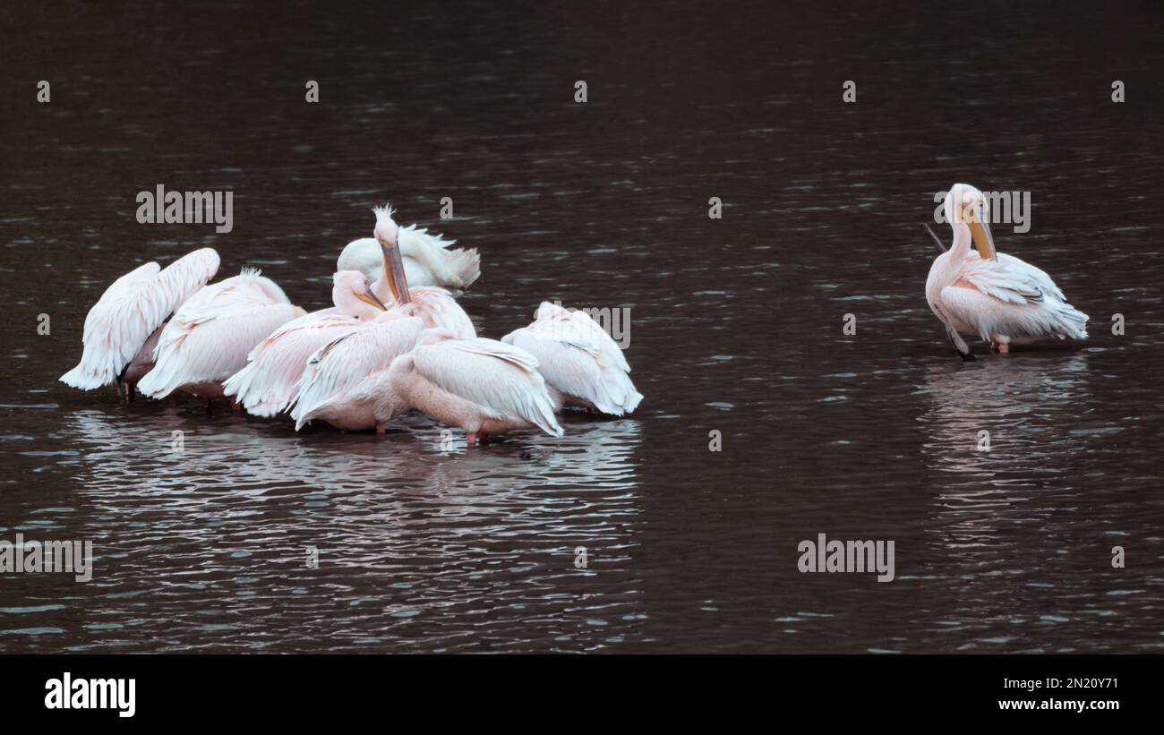 Pelecanus rufescens mit rosafarbener Rückenlehne, pelikanischer Gruppe und Einzelvogel, die im See stehen, mit Reflexionen auf Wellenwasser und verschwommenem Hintergrund Stockfoto