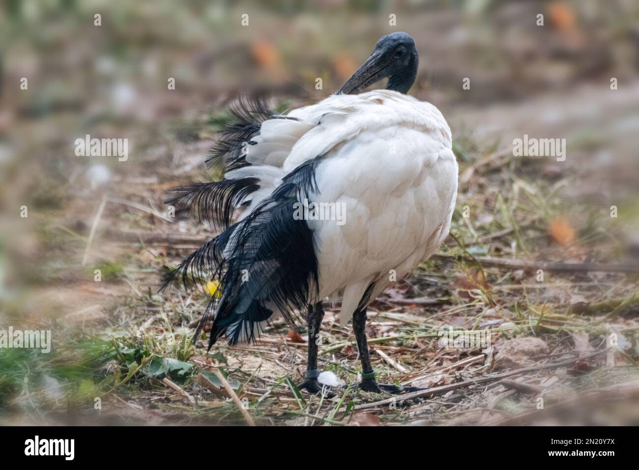Madagassischer heiliger schwarz-weißer ibis Vogel, Threskiornis bernieri, Putzfedern mit verschwommenem Hintergrund Stockfoto