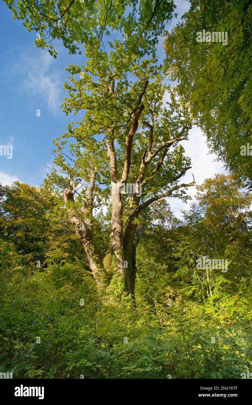 Die Knightwood Oak, ein alter bewachsener englischer Eichenbaum, Quercus robur, etwa 500 Jahre alt, eine der größten Eichen im New Forest, Hampshire. Stockfoto