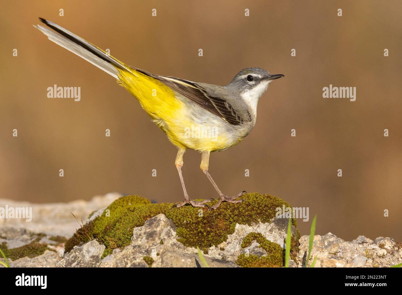 Greay Wagtail (Motacilla cinerea), Erwachsener im Wintergefieder, Kampanien, Italien Stockfoto