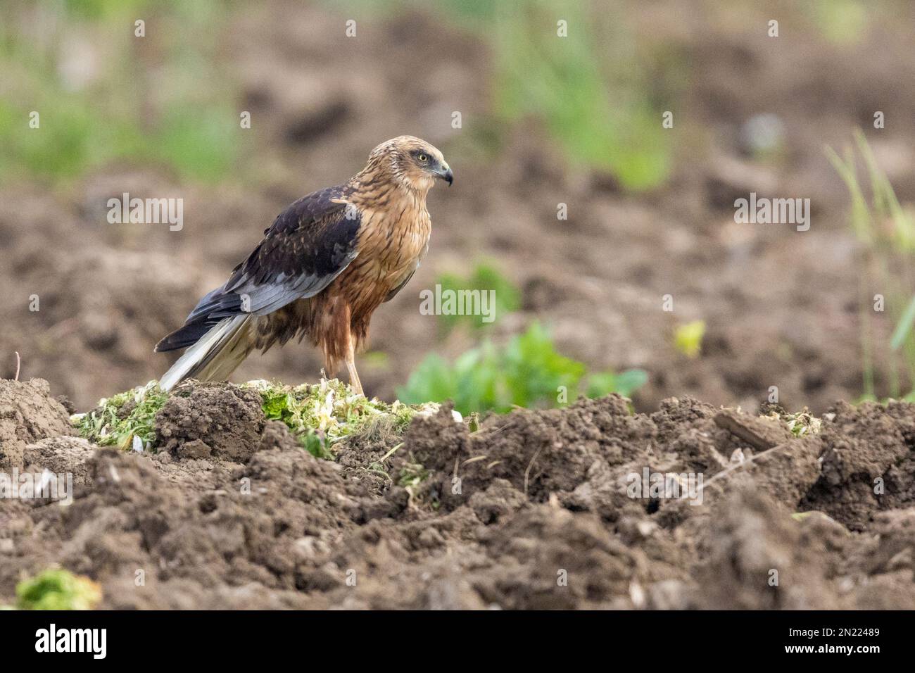 Marsh Harrier (Circus aeruginosus), Seitenansicht eines auf dem Boden stehenden Erwachsenen, Kampanien, Italien Stockfoto