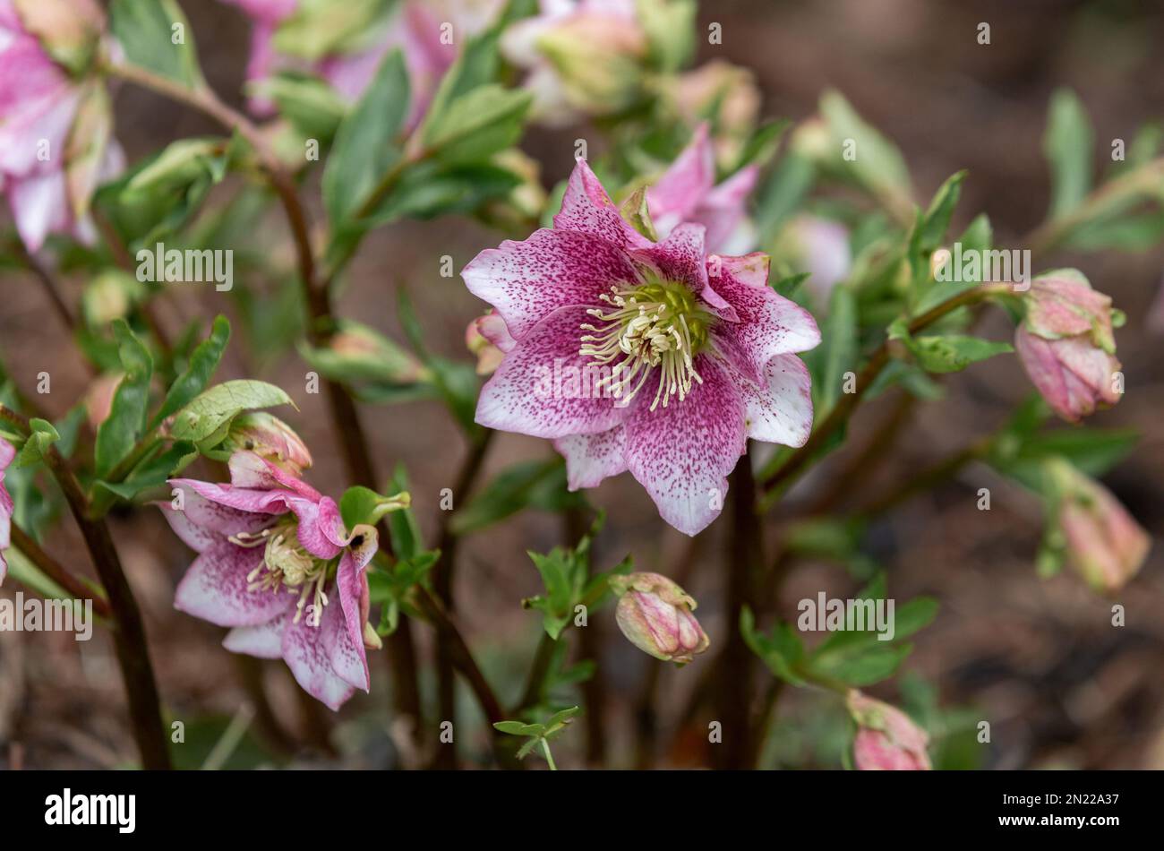 Helleborus Orientalis. Hellebore. Fastenrose. Weihnachtsrose. Stockfoto