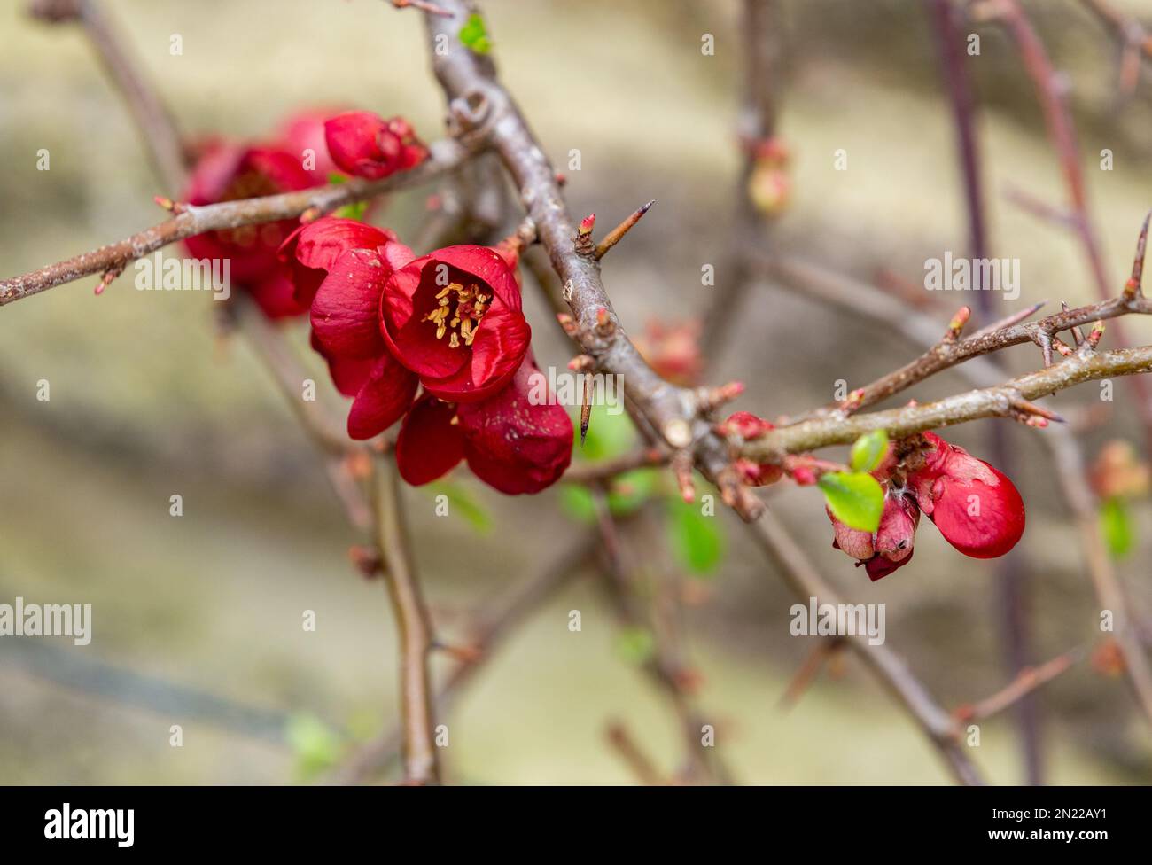 Japanische Quince ( Chaenomeles speciosa) Blumen im Spätwinter. Stockfoto