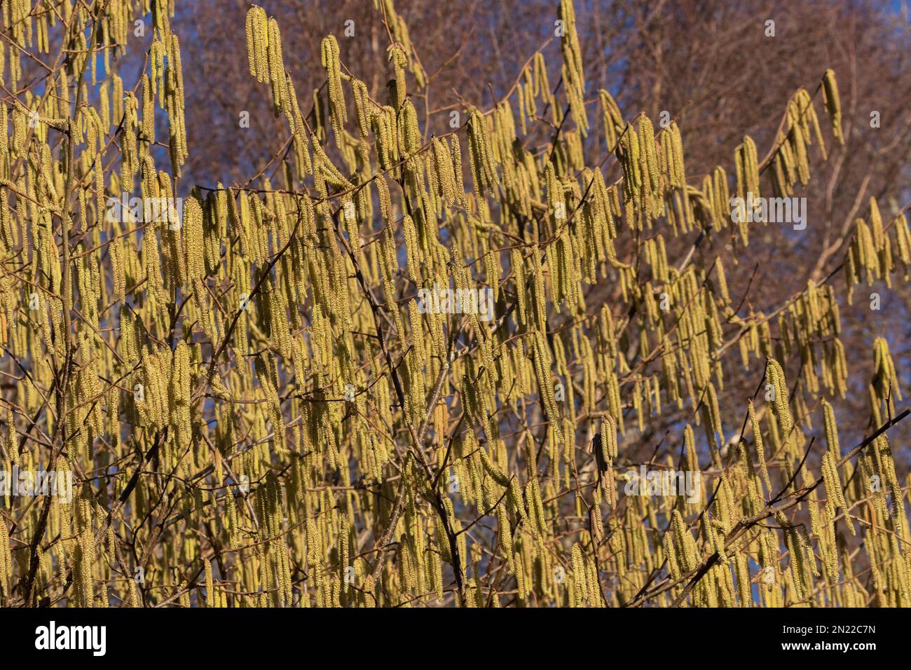 Haselnüsse in vollem Umfang im Winter. Männliche und weibliche Katzen sind auf demselben Baum und sehen aus wie Lammschwänze. Stockfoto