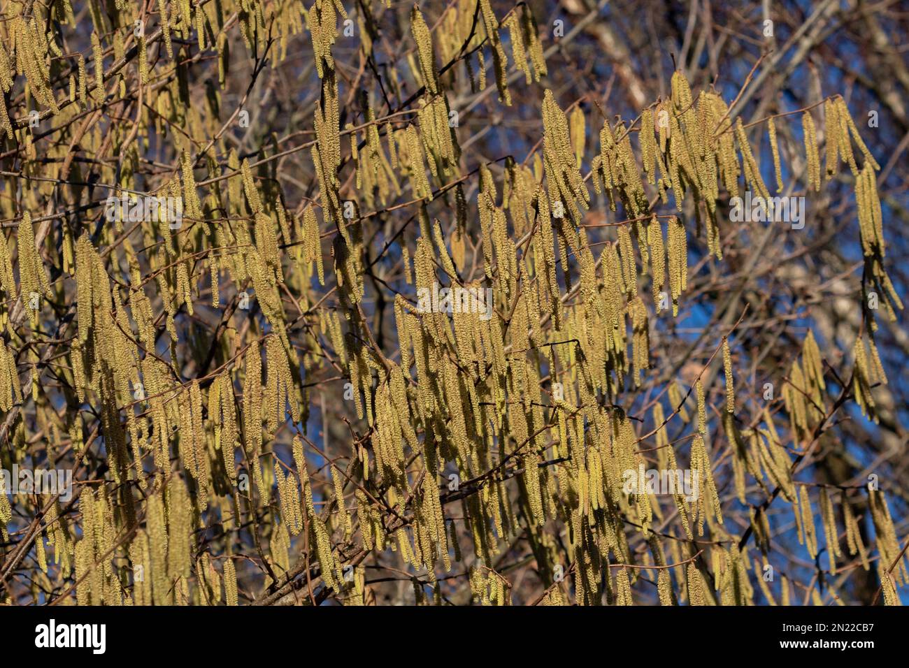 Haselnüsse in vollem Umfang im Winter. Männliche und weibliche Katzen sind auf demselben Baum und sehen aus wie Lammschwänze. Stockfoto
