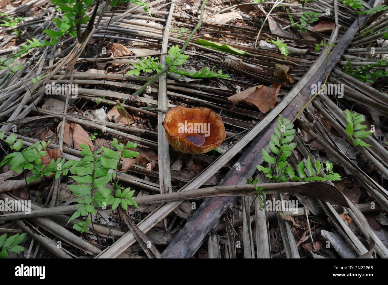 Ein großer orangefarbener trichterförmiger Pilz blüht auf dem Boden mit einer kleinen Menge Regenwasser auf dem Boden. Der umgebende Bodenbereich ist es Stockfoto