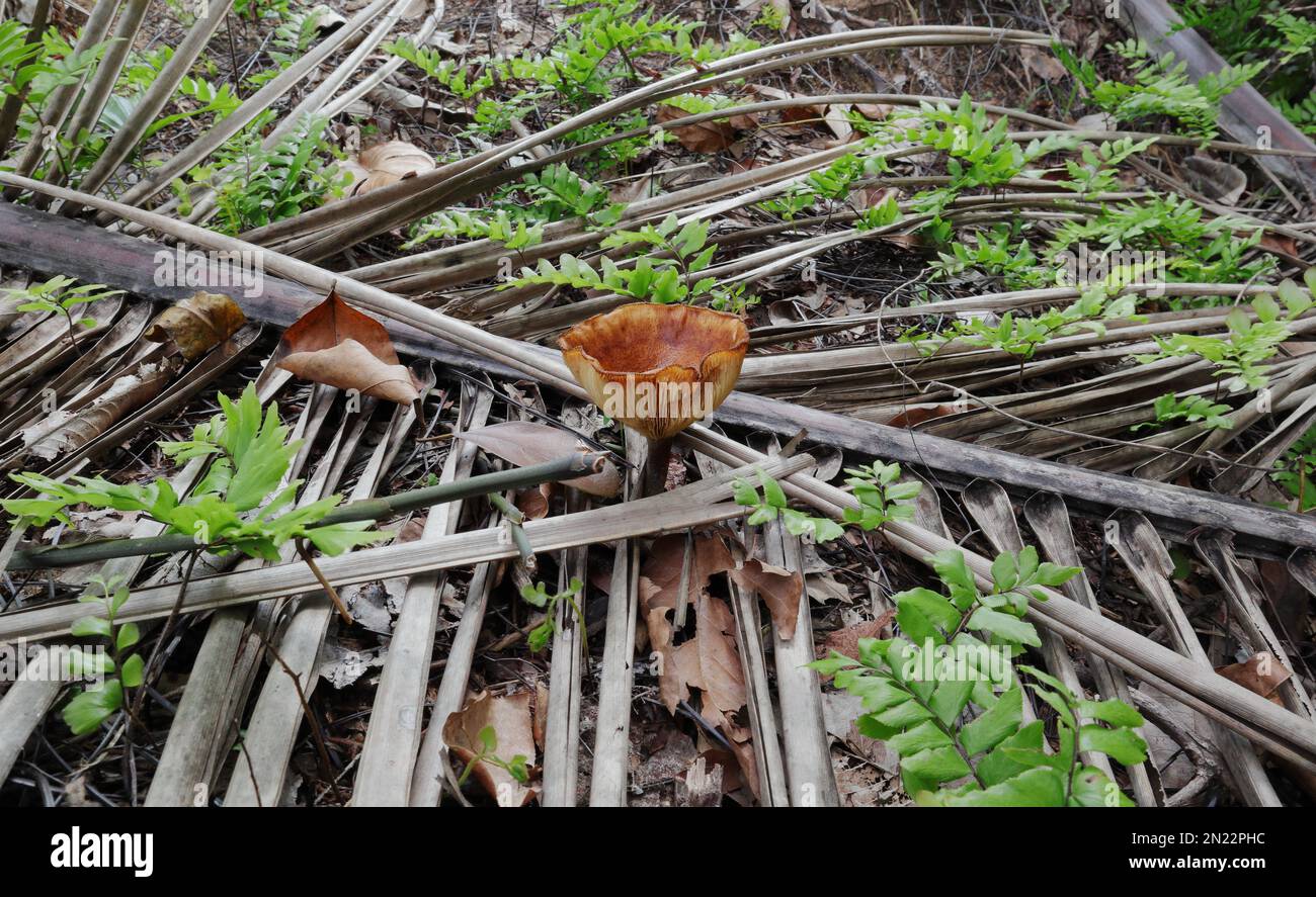 Seitenansicht eines großen, hügeligen Orangenpilzes, der in einem Wildgebiet auf dem Boden blüht Stockfoto