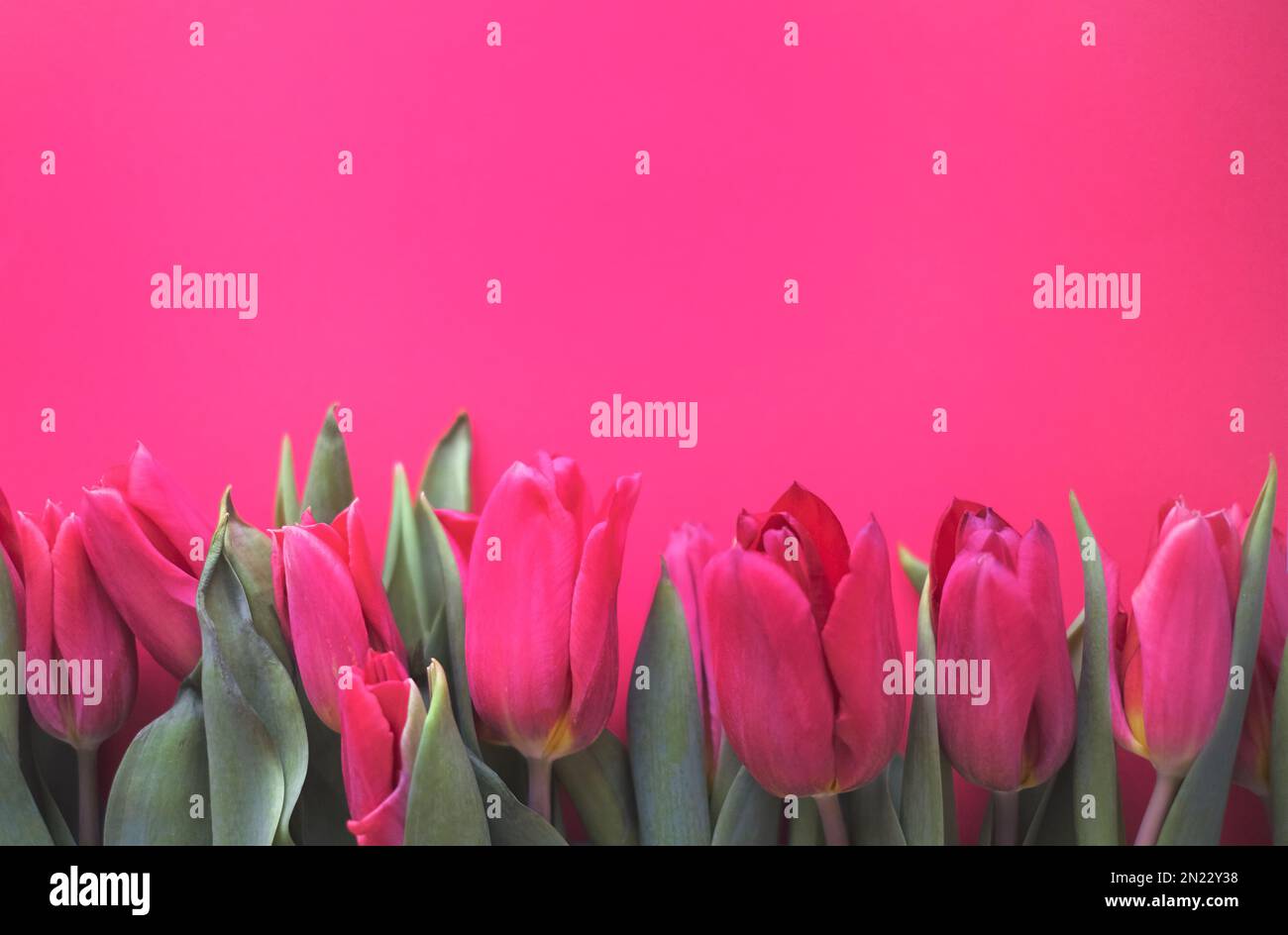 Blumenzusammensetzung. Pinke Tulpenblüten auf weichem pinkfarbenen Hintergrund. Frühlings- und Sommerkonzept Stockfoto