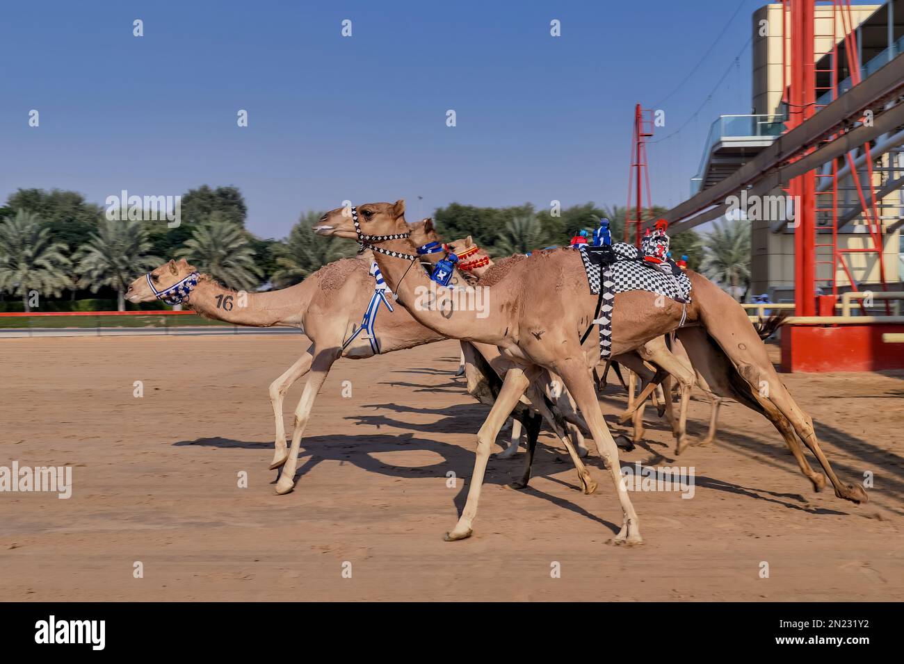 Kamelrennen Stockfoto