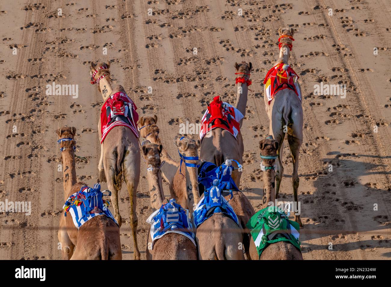 Kamelrennen Stockfoto