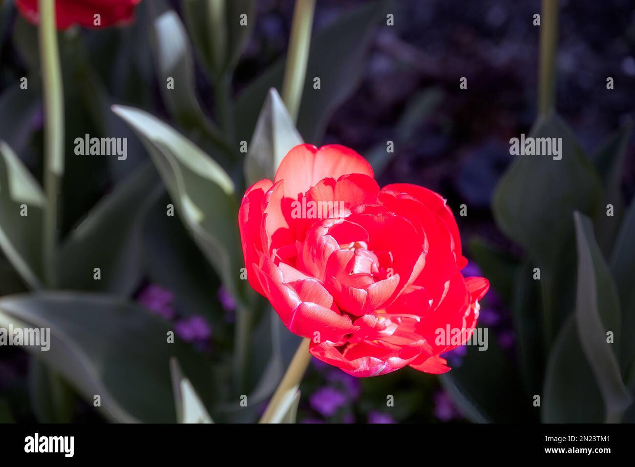 Wunderschönes leuchtendes Tulipa Bombastic Red im Frühling Stockfoto