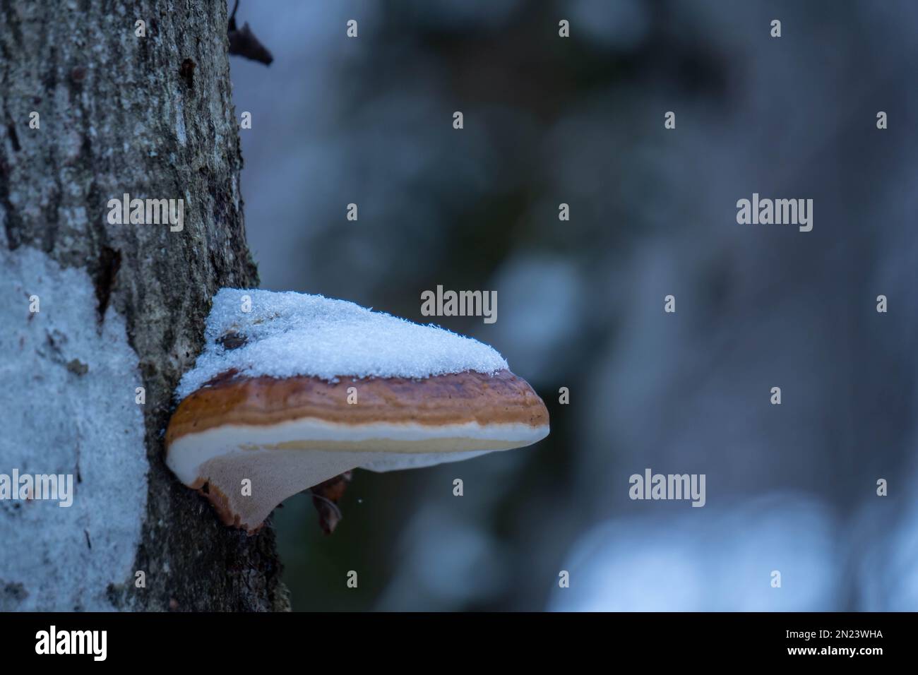 Eine Nahaufnahme von Pilzen, die an einem Baum wachsen, der mit Schnee bedeckt ist Stockfoto