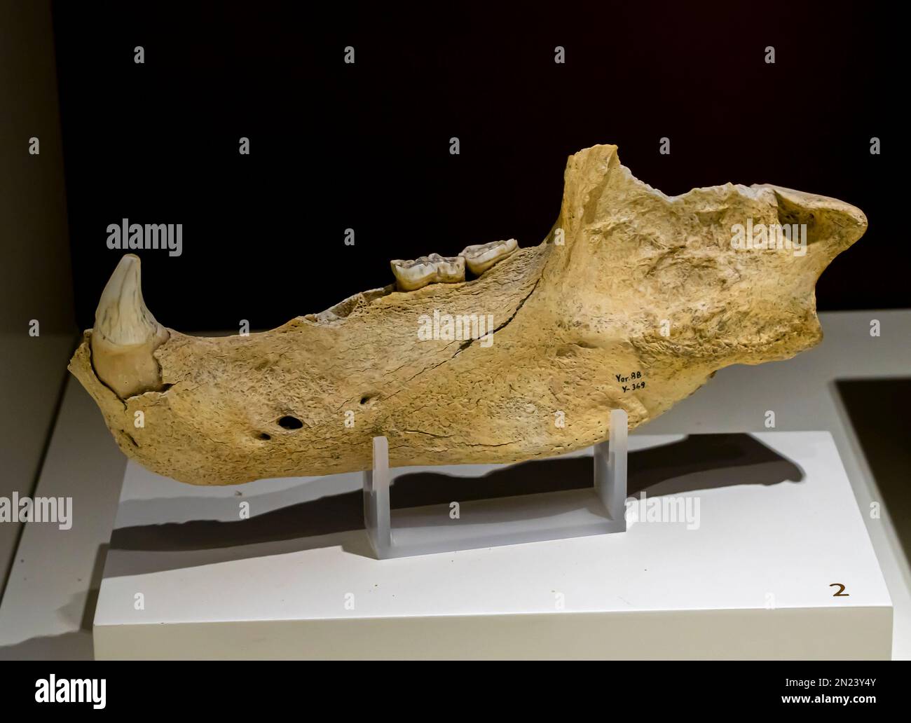 Ursus deningeri Mandibula-Fragment. Yarimburgaz Höhle. Untere Paläolithik Stockfoto