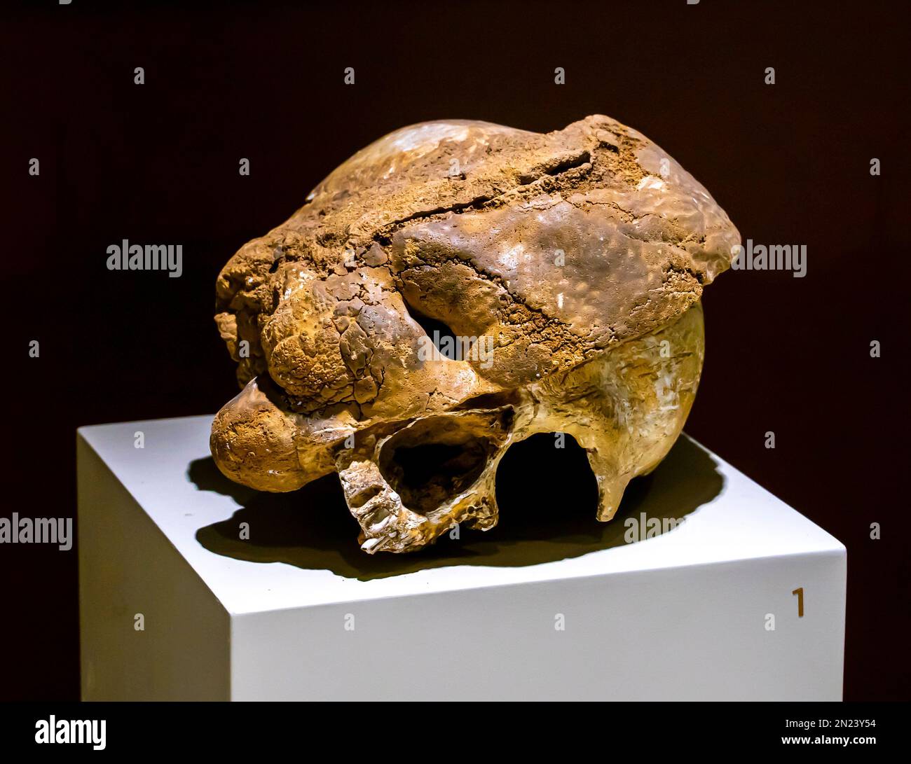 Homo Sapiens cranium. Kadipinari Höhle. Obere Paläolithik Stockfoto
