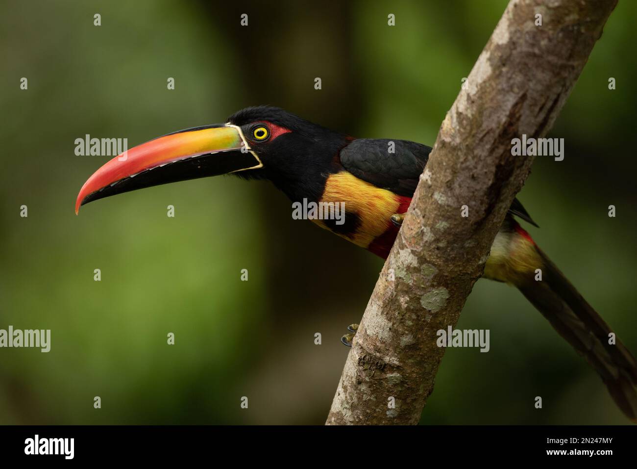 Ein selektiver Fokus auf einen tropischen, feurigen Arassari-Vogel, der auf einem Ast sitzt Stockfoto