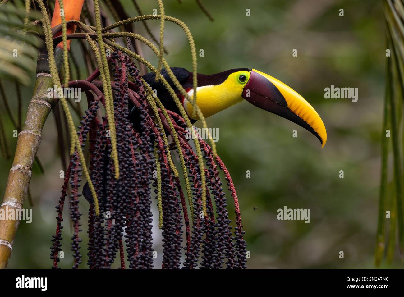 Ein selektiver Fokusschuss eines tropischen Tukanvogel hoch oben auf einem Ast Stockfoto