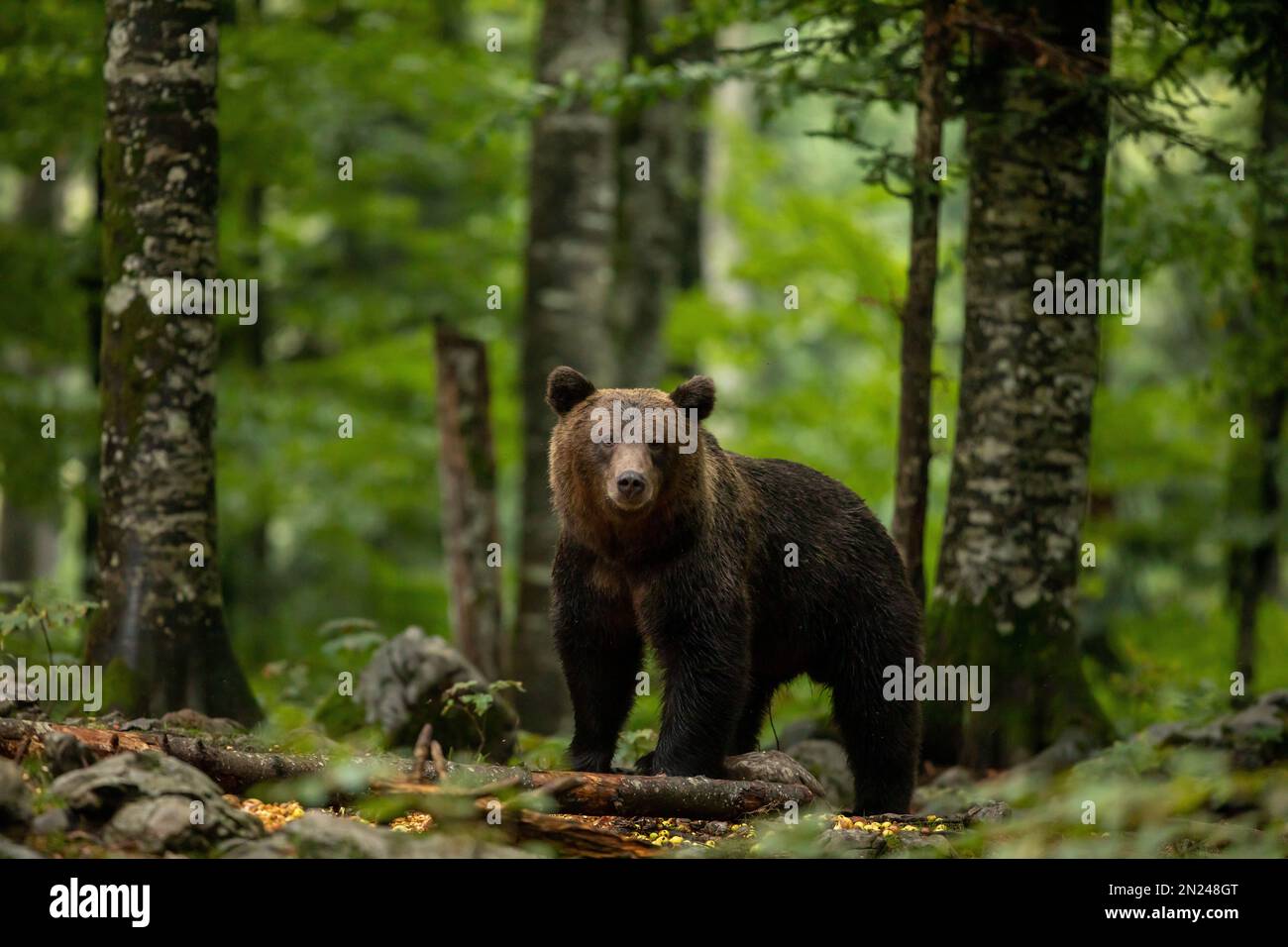 Ein schöner Schuss eines braunen Grizzlybären in einem grünen Wald Stockfoto