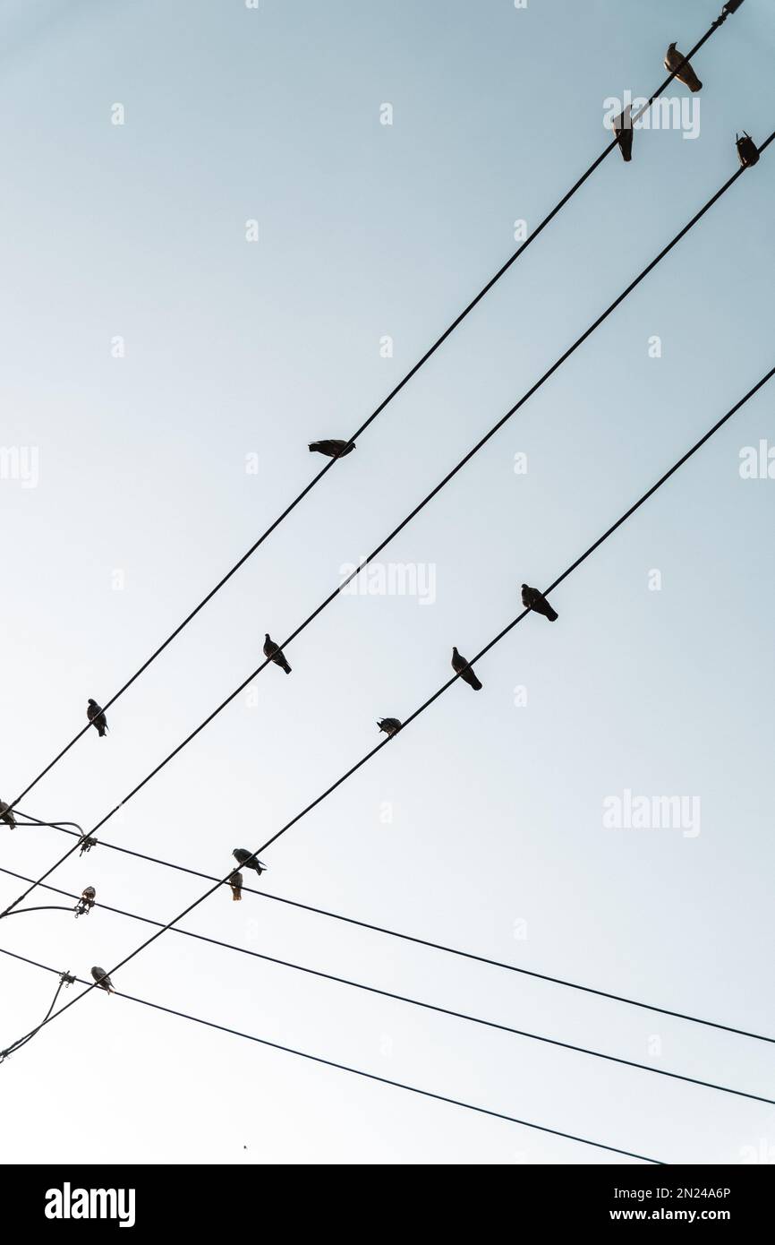 Ein kleiner Winkel von Vögeln, die an einem sonnigen Tag auf elektrischen Kabeln sitzen, mit einem blauen Himmel im Hintergrund Stockfoto