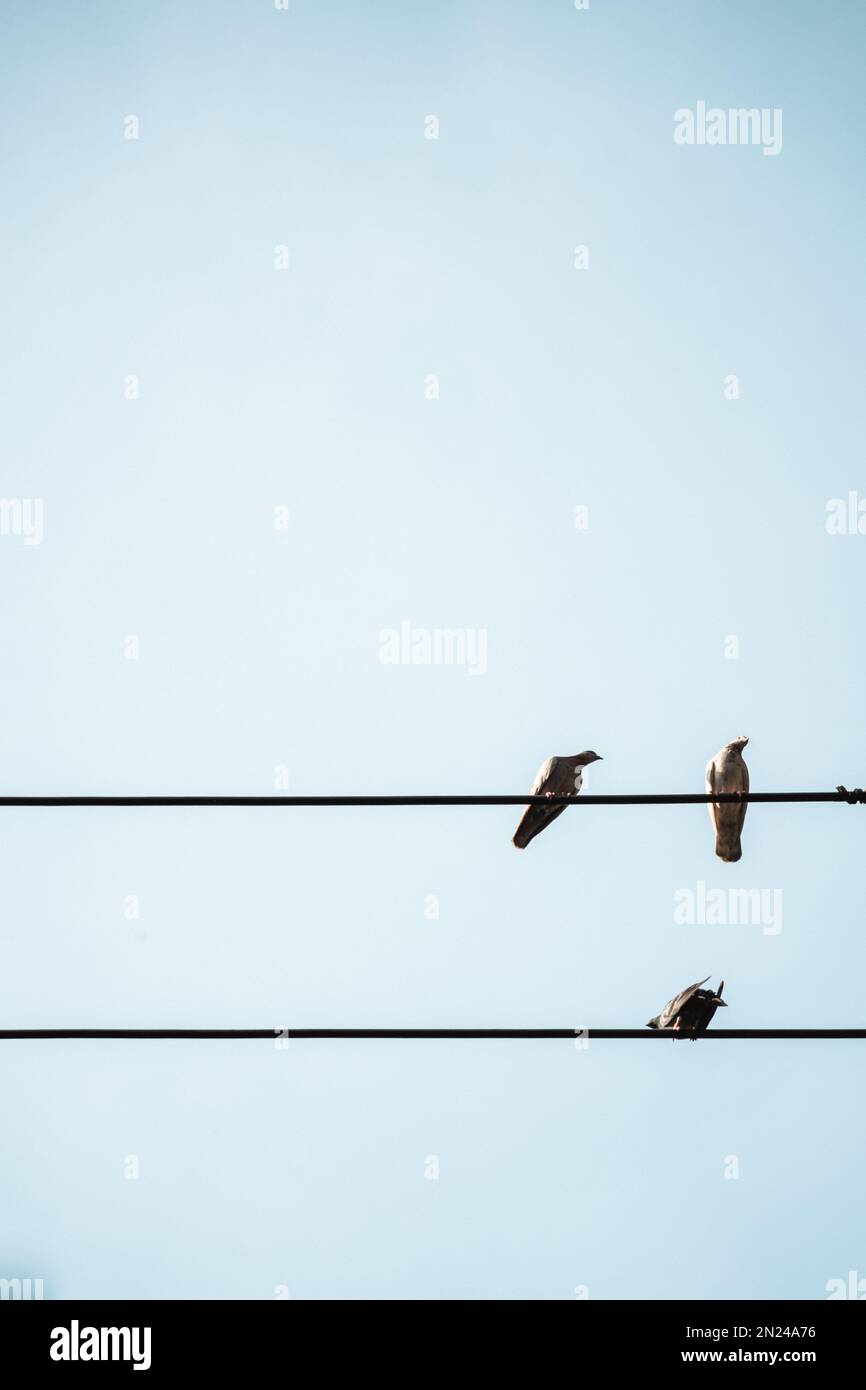 Ein kleiner Winkel von drei Vögeln, die an einem sonnigen Tag auf elektrischen Kabeln sitzen, mit einem blauen Himmel im Hintergrund Stockfoto