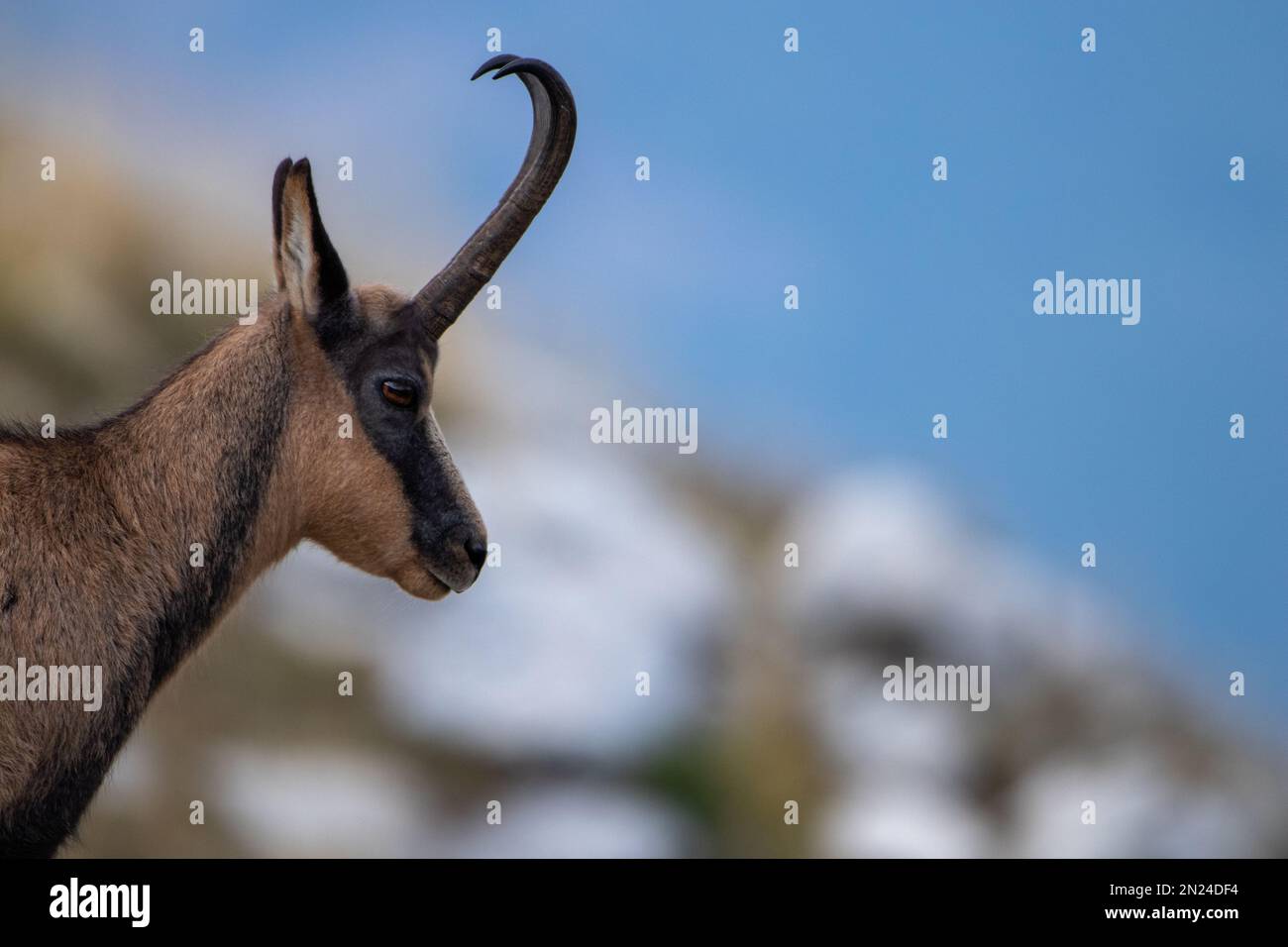 Selektive Fokusaufnahme eines Samois mit gebogenen Hörnern auf blauem Hintergrund Stockfoto