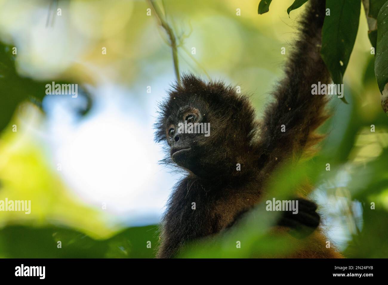 Ein kleiner Winkel von einem braunen Eichhörnchenaffen, der in einem Baum hängt Stockfoto