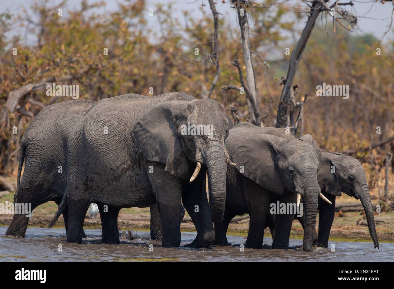 Eine wunderschöne Aufnahme einer Gruppe grauer Elefanten, die im Wasser waten Stockfoto
