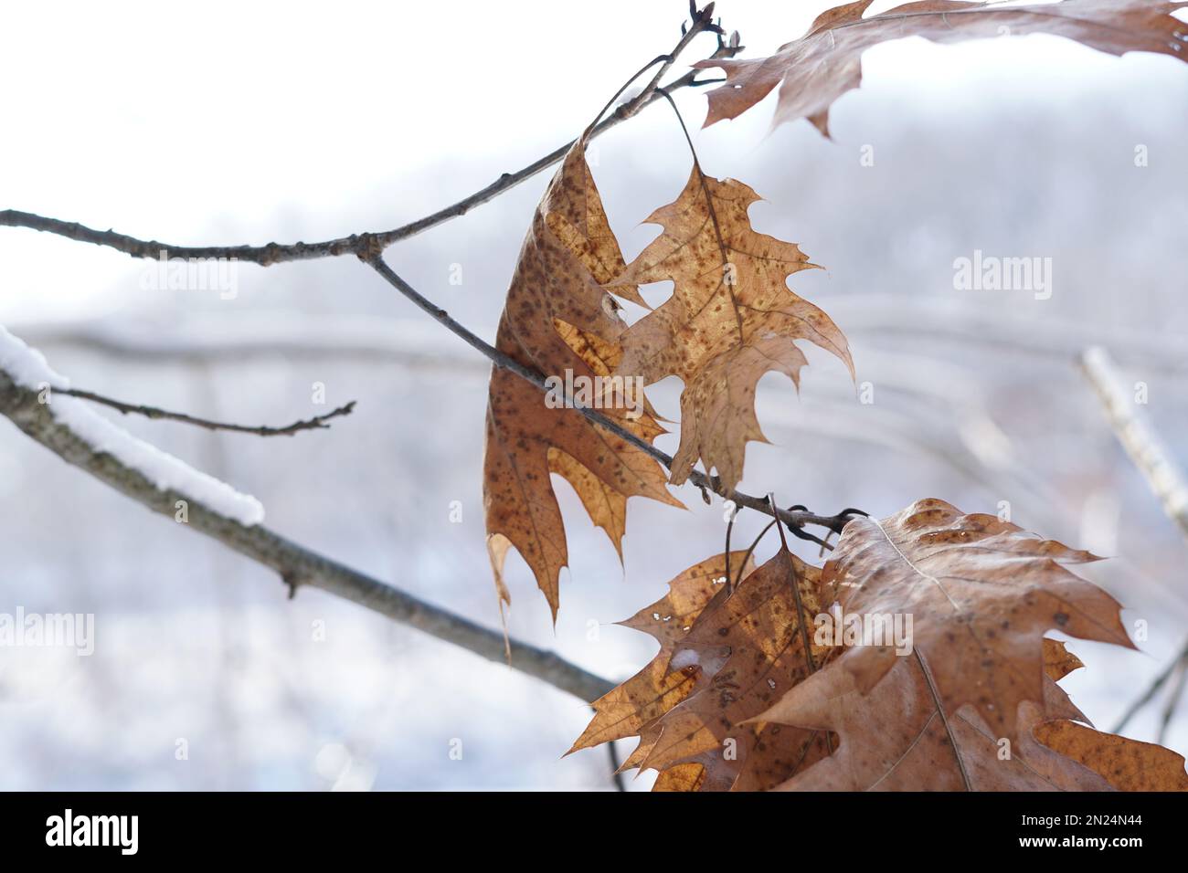 Nahaufnahme eines Zweigs mit trocknenden braunen Blättern Stockfoto