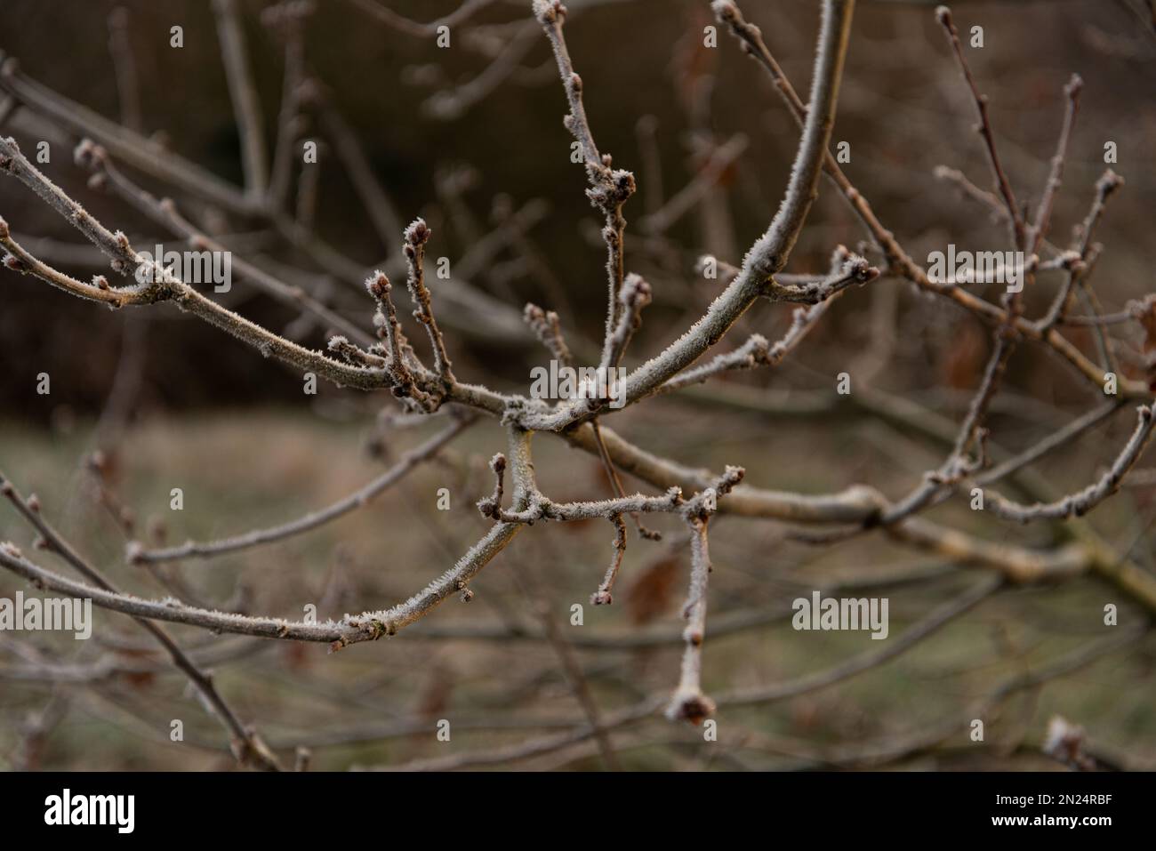 Eine Nahaufnahme von nackten, frostbedeckten Ästen Stockfoto