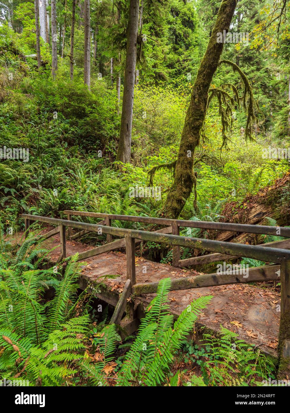 Brücke auf dem Boy Scout Tree Trail, Jedediah Smith Redwoods State Park, Redwood National Park in der Nähe von Crescent City, Kalifornien. Stockfoto