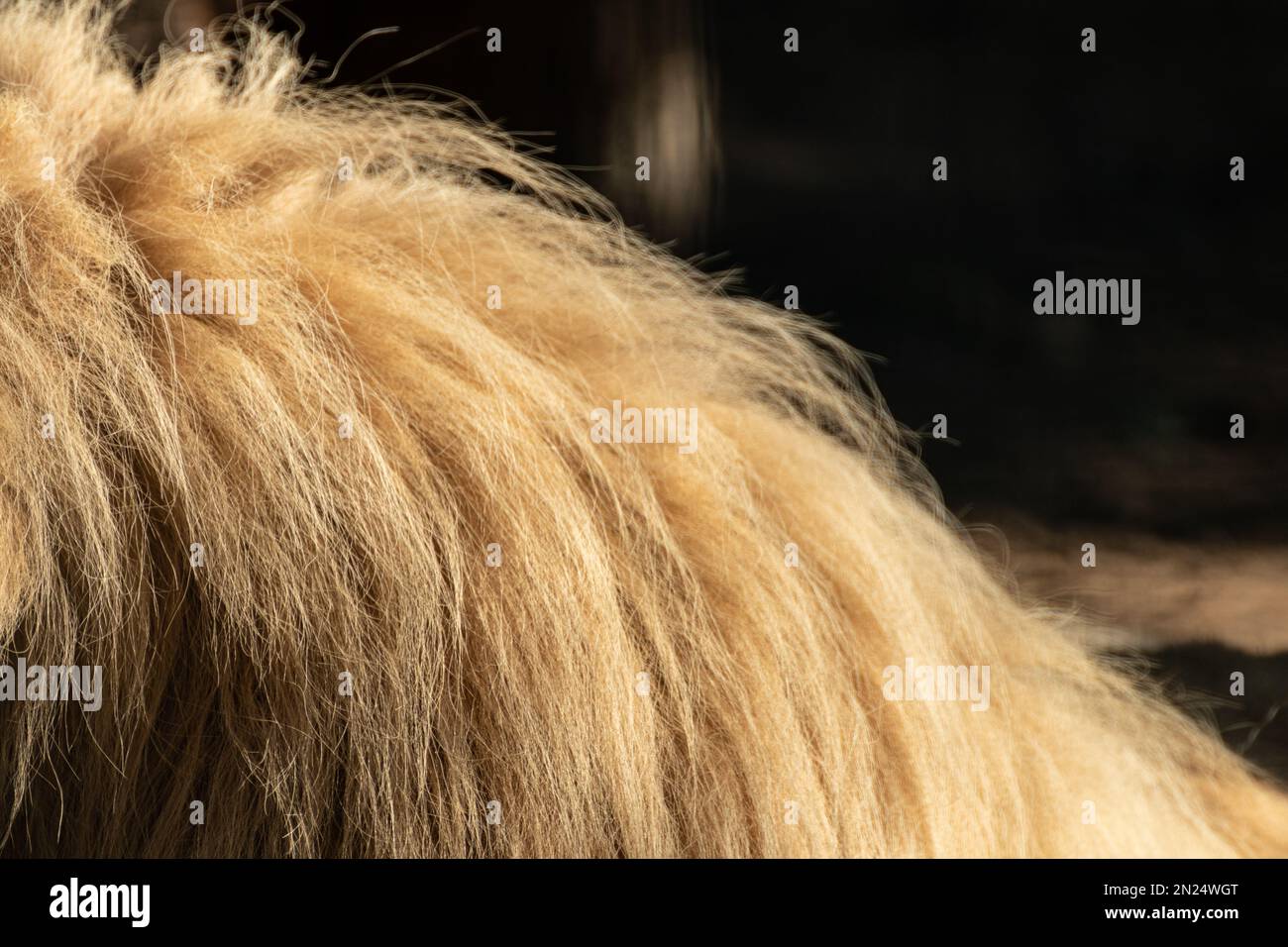 Löwe sonnige flauschige Mähne Pelzmantel Nahaufnahme mit verschwommenem Hintergrund. Großes Katzenfell auf dem Kopf Stockfoto