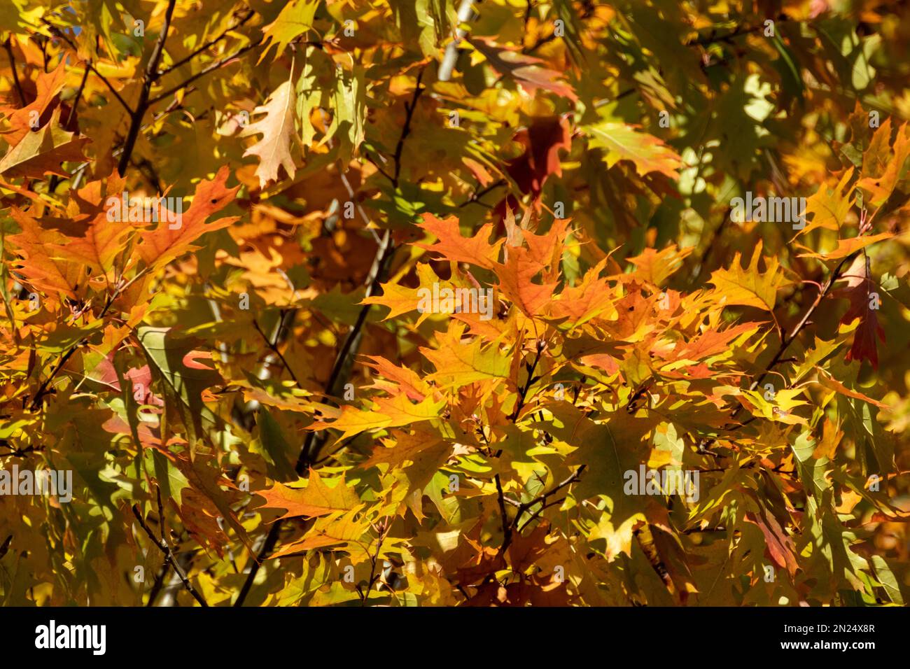 Im Herbst sonnige, lebendige Blätter auf Eichenholzzweigen mit verschwommenem Hintergrund, goldene Jahreszeit, Naturdetails Stockfoto