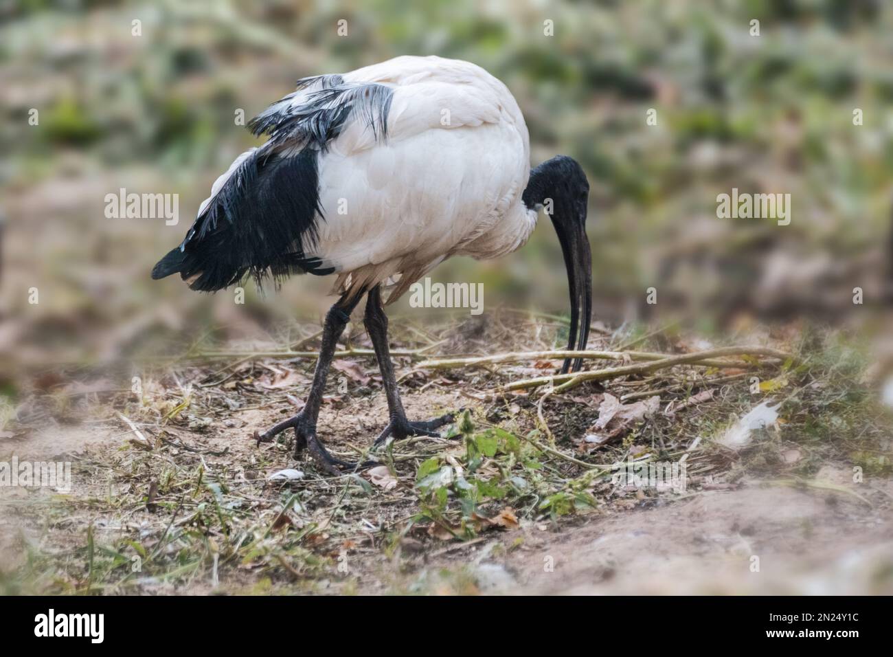 Madagassischer heiliger schwarz-weißer ibis Vogel, Threskiornis bernieri, auf der Suche nach Speisen vor Ort mit verschwommenem Hintergrund Stockfoto