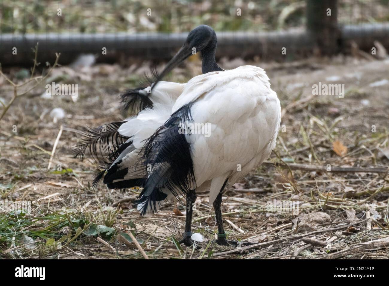 Madagassischer heiliger schwarz-weißer Ibis Vogel, Threskiornis bernieri, reinigt Federn in Volieren im Zoo Stockfoto