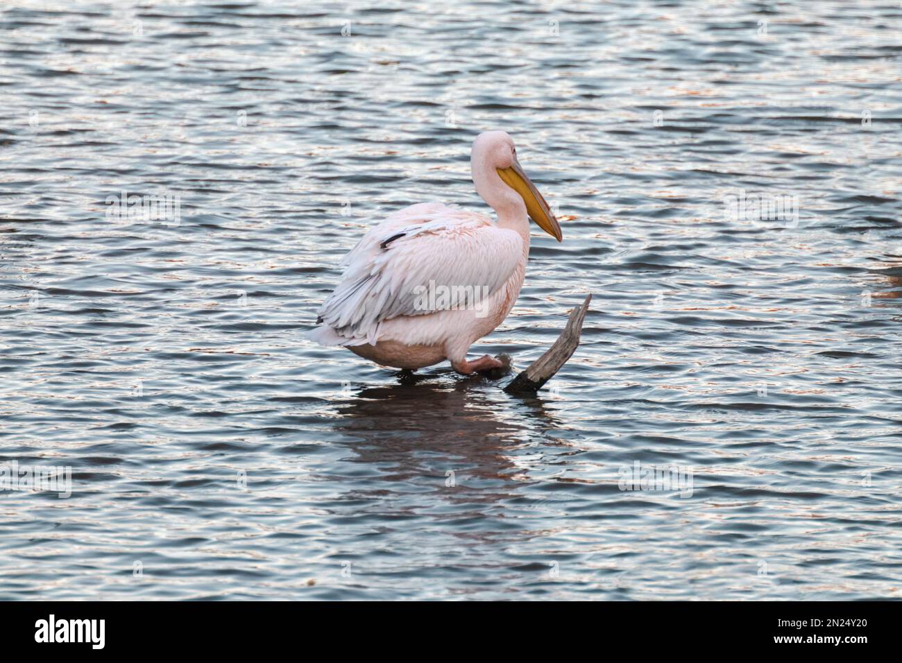 Einzelner pelikanischer Vogel mit rosafarbener Rückenlehne, Pelecanus rufescens, der auf gewelltem See mit Reflexion des Sonnenuntergangs spaziert Stockfoto