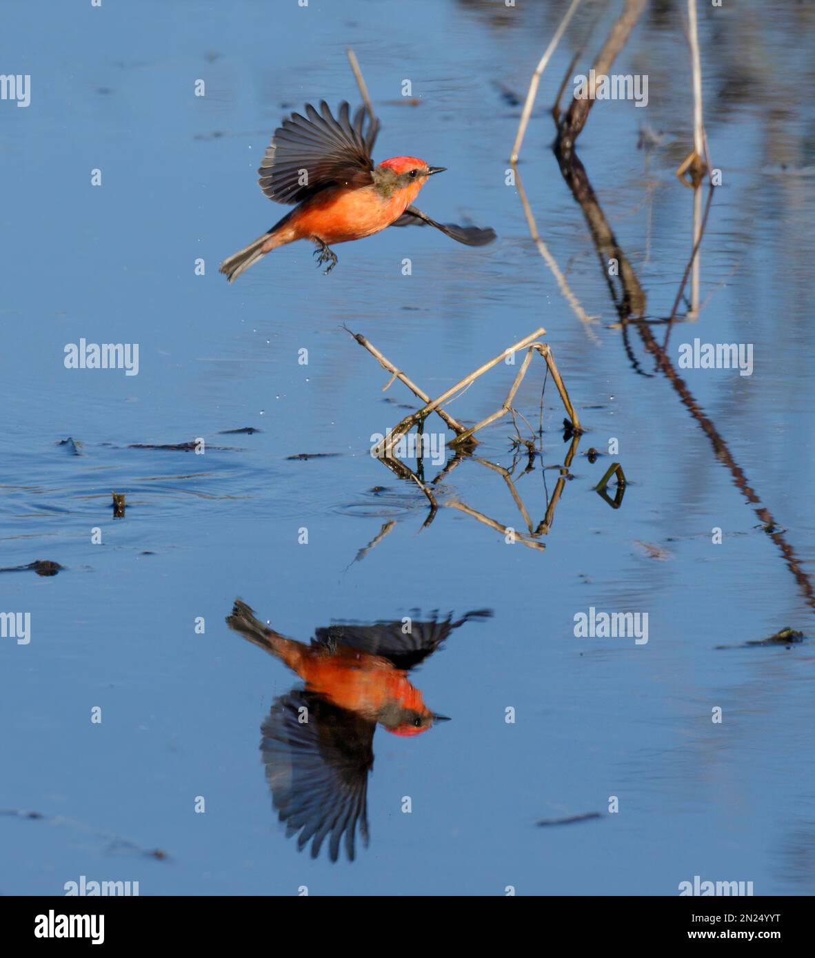 Im Brazos Bend State Park, Texas, USA, auf der Jagd über dem See mit einem Zimtfliegenfänger (Pyrocephalus rubinus). Stockfoto