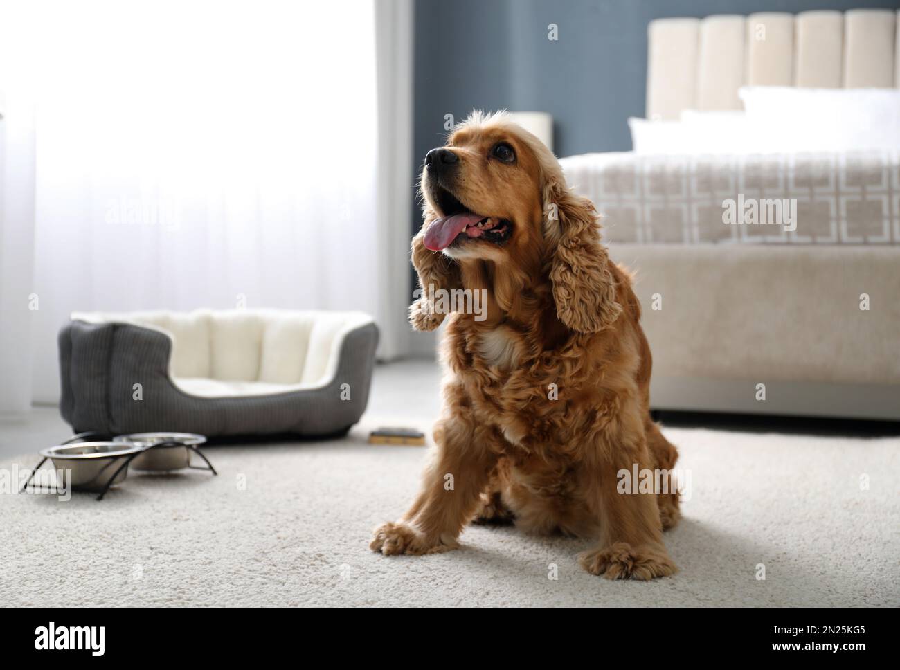 Süßer englischer Cocker Spaniel drinnen. Haustierfreundliches Hotel Stockfoto