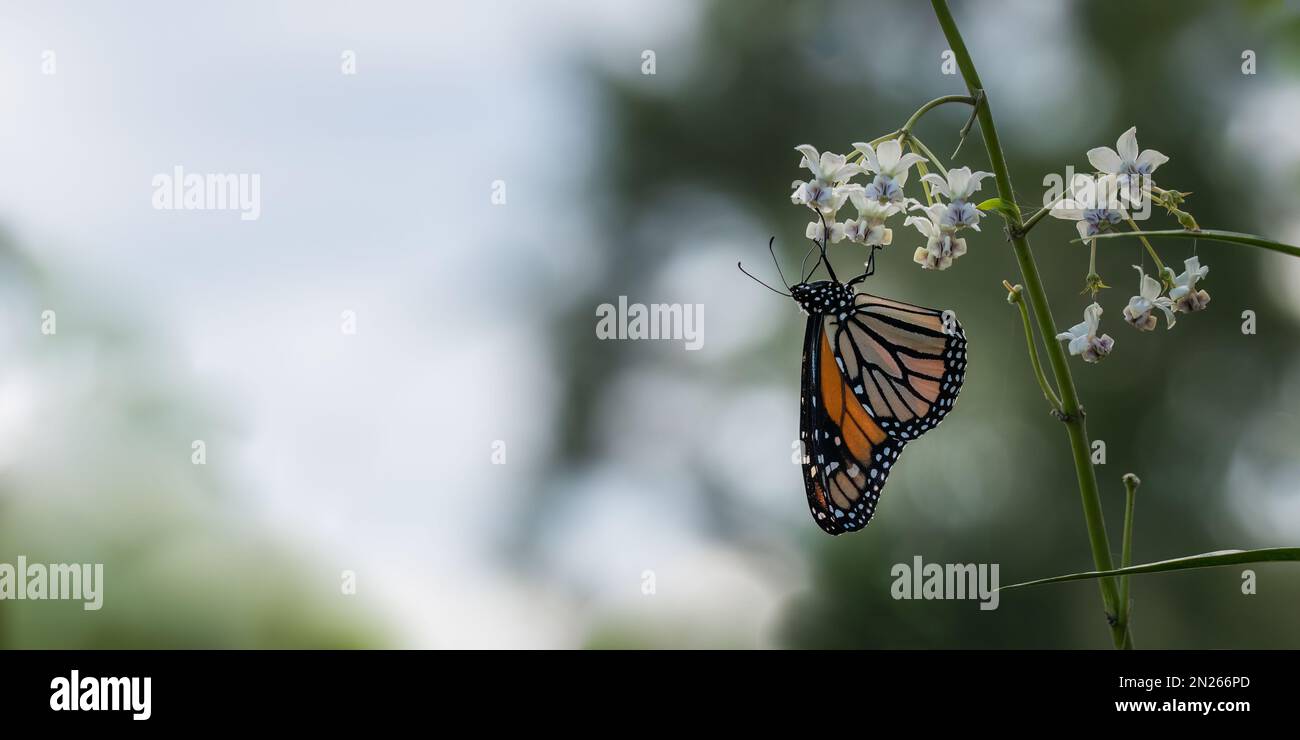 Monarch, Danaus Plexippus, ein gewöhnlicher Schmetterling in Australien, Flügel geschlossen, verschwommener Hintergrund. Stockfoto