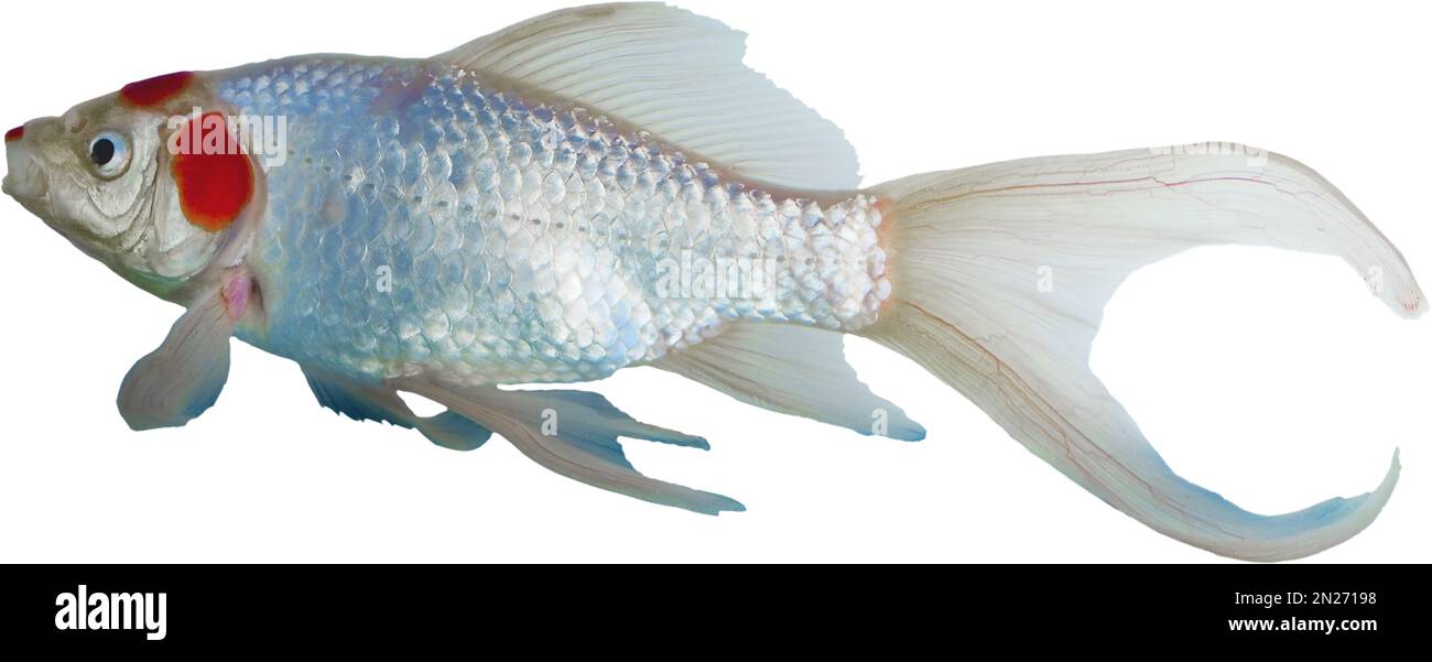 Weißer und roter Haustierfisch mit blauem Mund Stockfoto