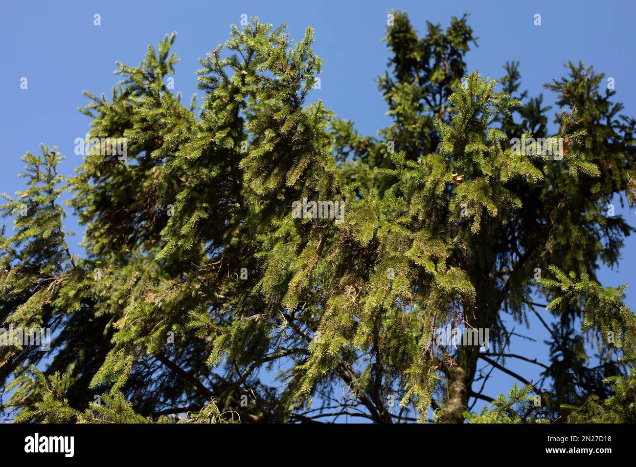 Sommerwald. Details der Natur. Grüne Pflanzen in der Sommersaison. Natürliches Objekt. Stockfoto